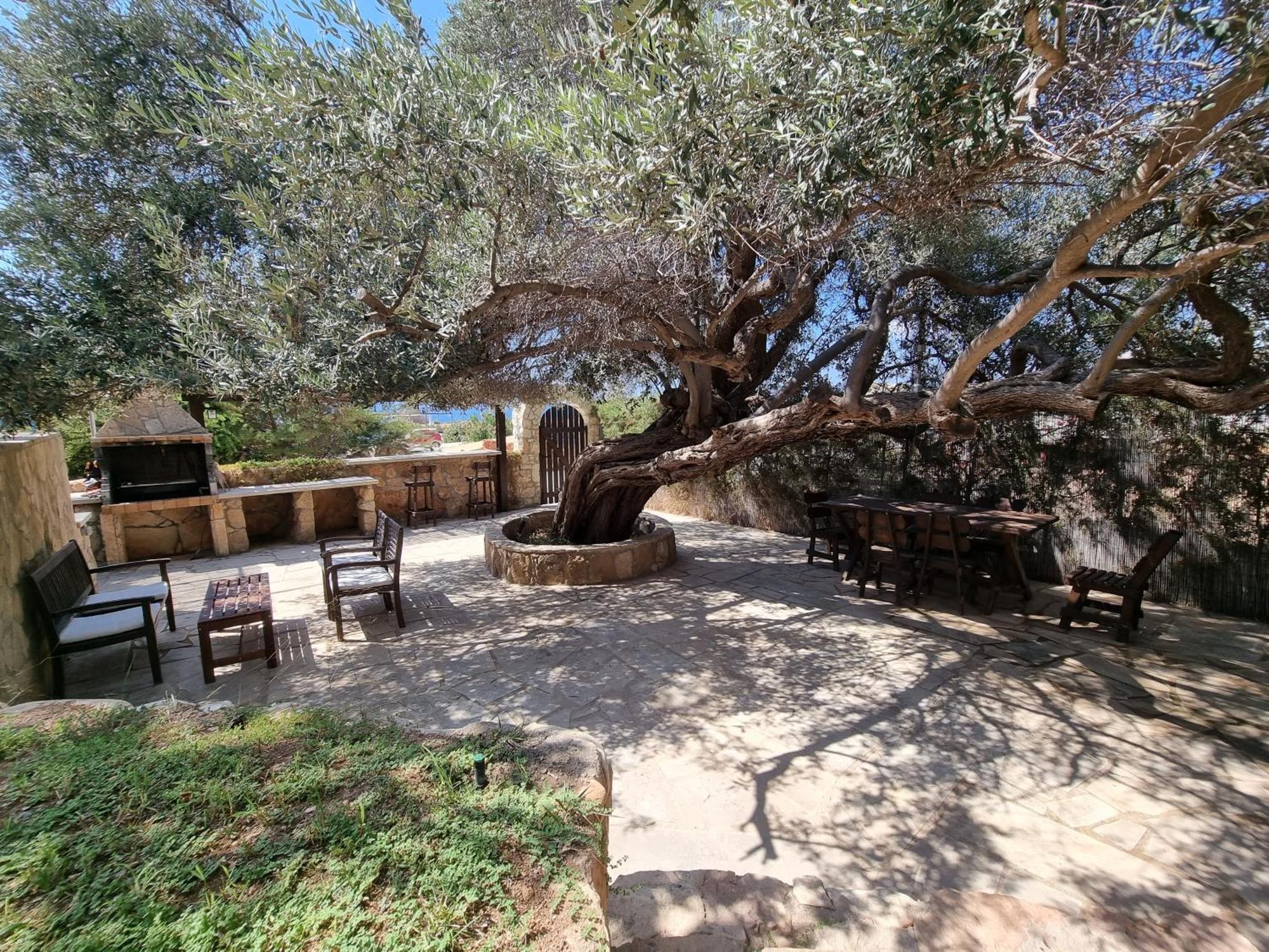 Olive Beach Villa Pegeia Exterior foto